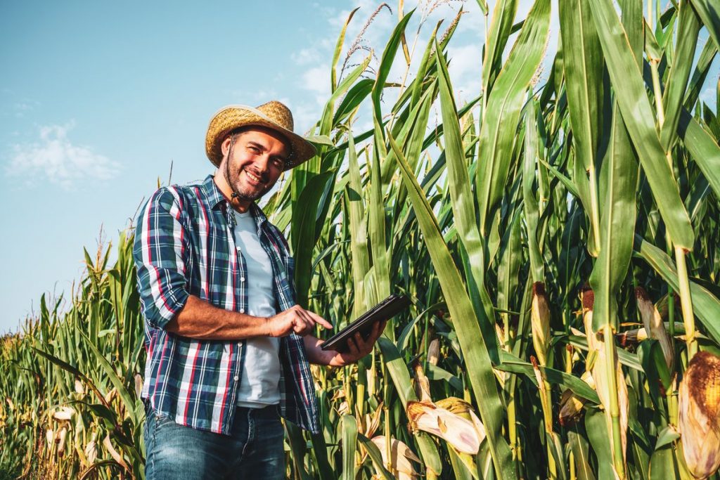 a farmer in a cornfield holding a tablet